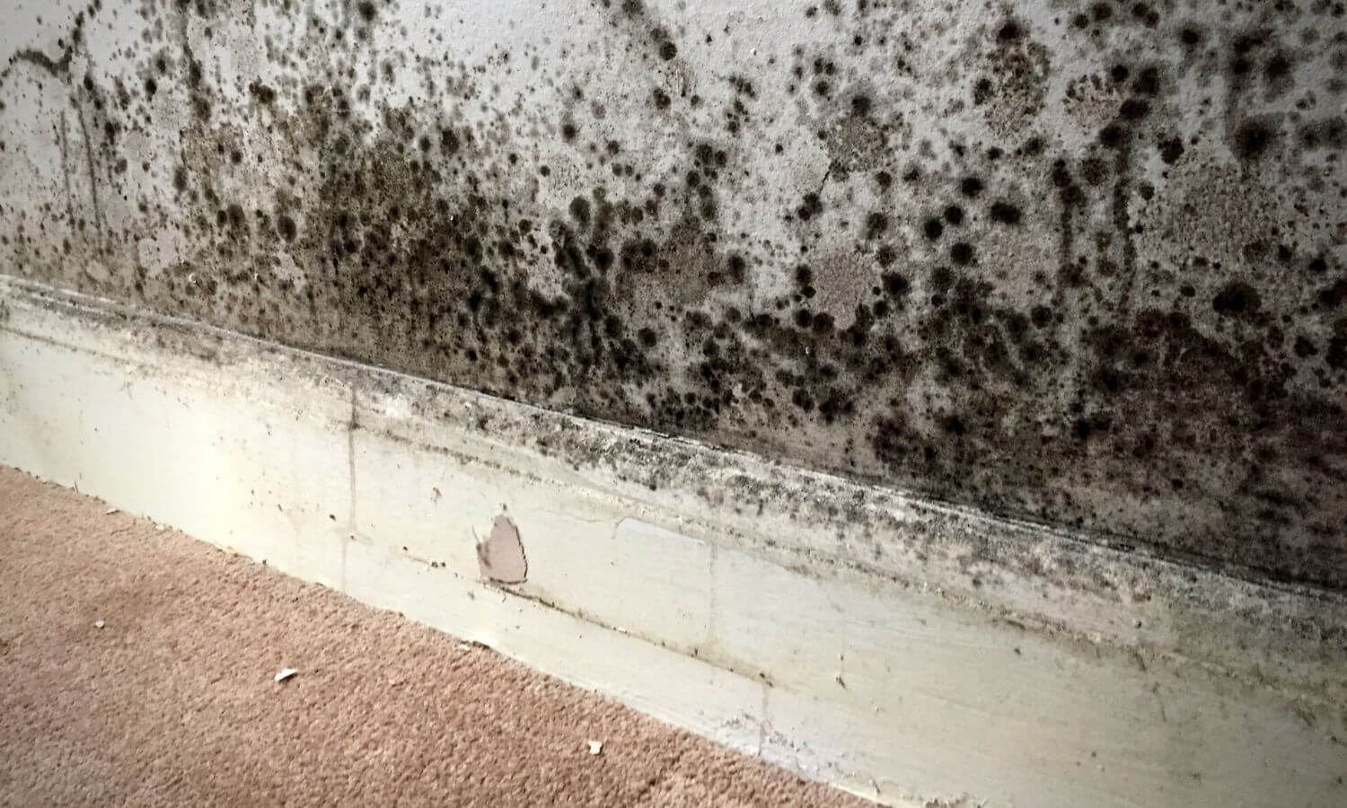 Housing Disrepair Success Stories – Damp & Mould Growth From Water Penetration