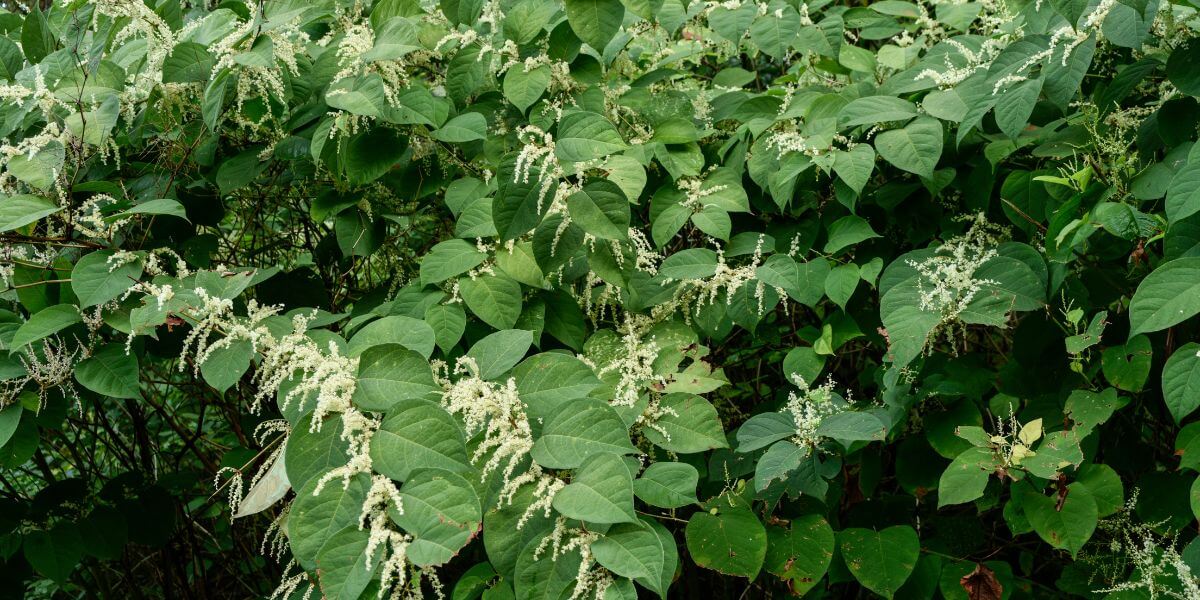 The Dangers Of Knotweed For All: The Lesson From Downing v Henderson (2023)