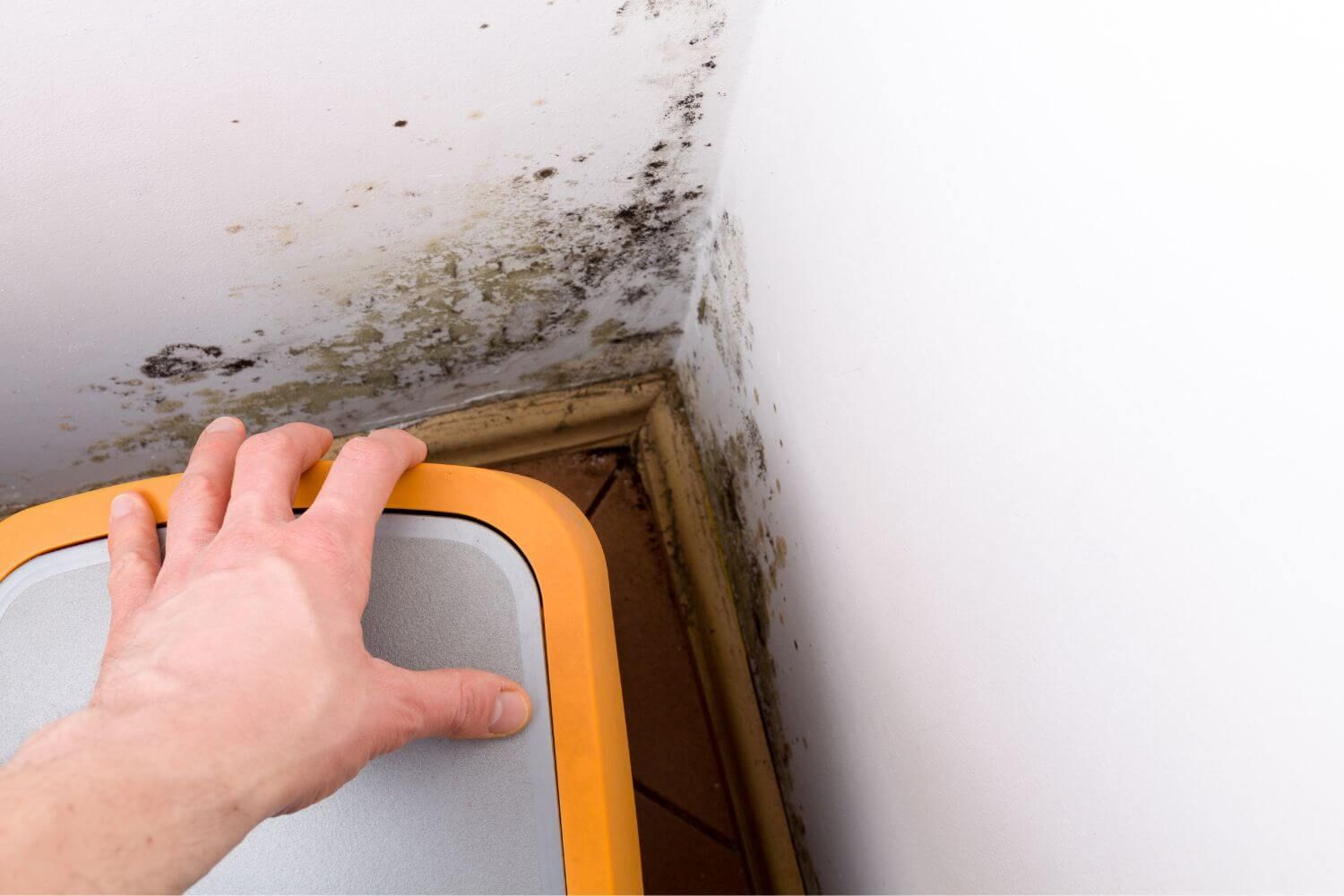 Housing Disrepair Success Stories – Damp, Mould Growth And Ongoing Disrepair