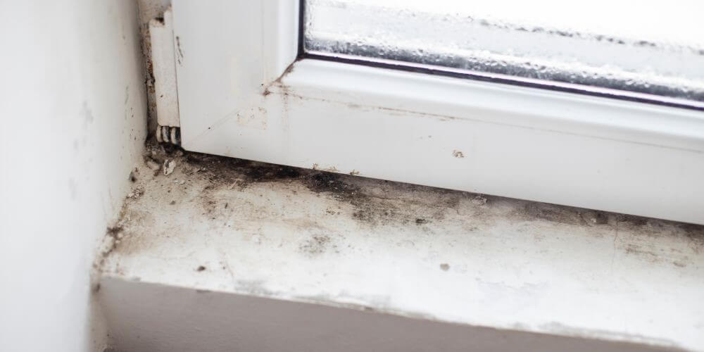 Housing Disrepair Success Stories – Damp, Mould Growth and Rot