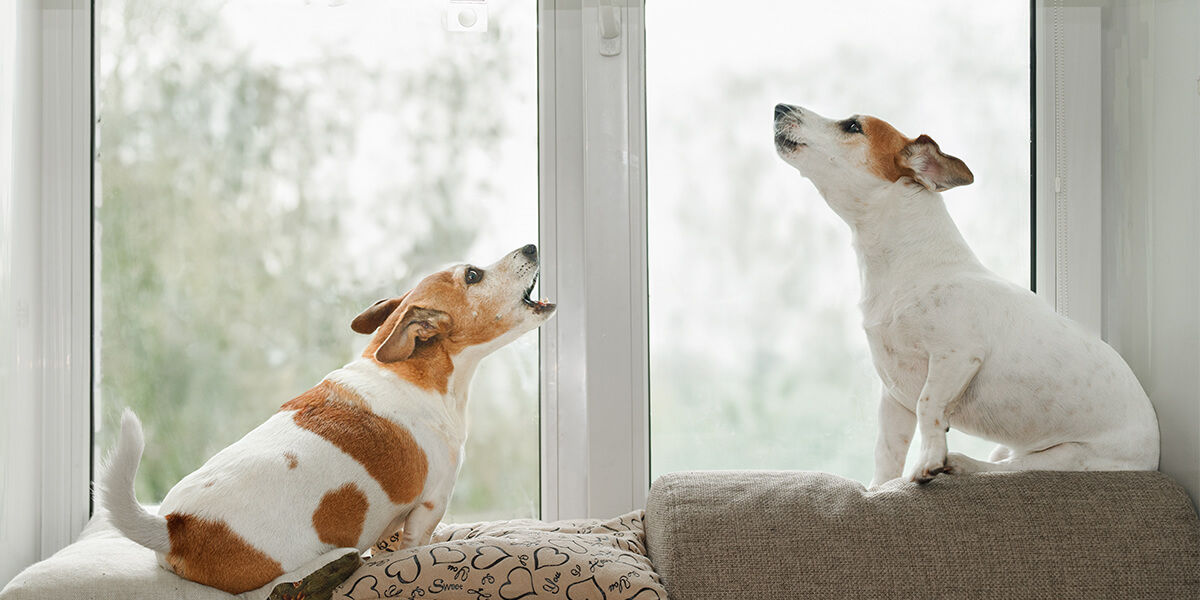 What Can You Do About Your Neighbour’s Noisy Dogs